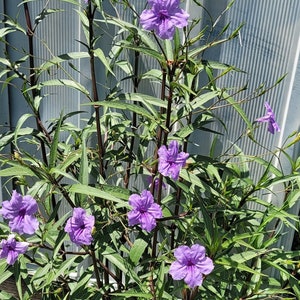 May include: A close-up of a purple flowering plant with green leaves growing against a white metal fence.
