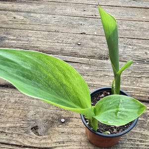 Canna Lily live plant - Canna tuerckheimii (5-10 in approx) ( Color may vary yellow or orange)