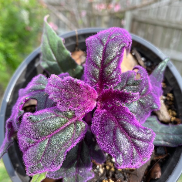 Gynura aurantiaca - passion pourpre / plante de velours (2 à 4 pouces)