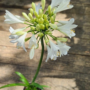 Agapanthus praecox african lily white ( 15 in approx )