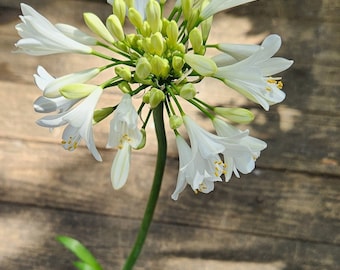 Agapanthus praecox african lily white ( 15 in approx )