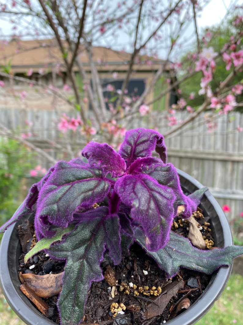 Gynura Aurantiaca Purple Passion / Velvet Plant 2-4 Inches - Etsy