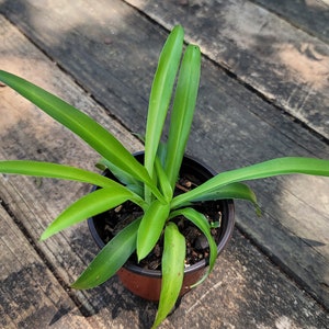 Green Spider Plant: Chlorophytum Comosum, Easy Houseplant (6-7 inches)