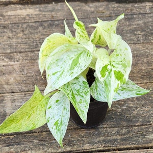 May include: A potted plant with white and green variegated leaves. The leaves are large and have a marbled pattern.