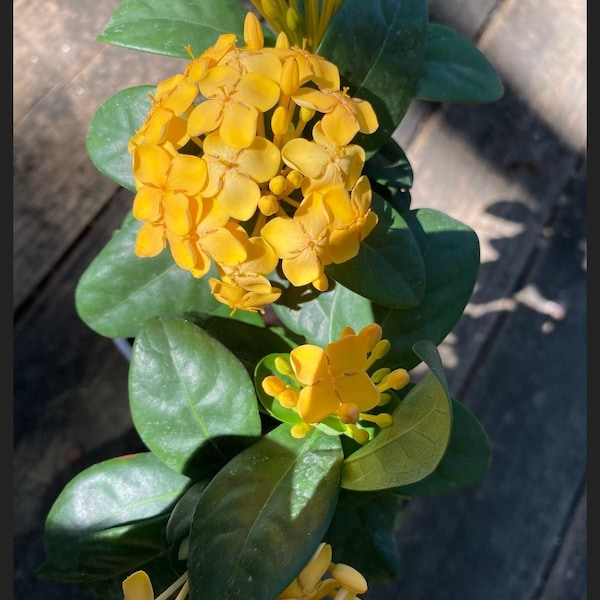 Flame of the woods- Ixora coccinea Maui Yellow (10-11in approx )