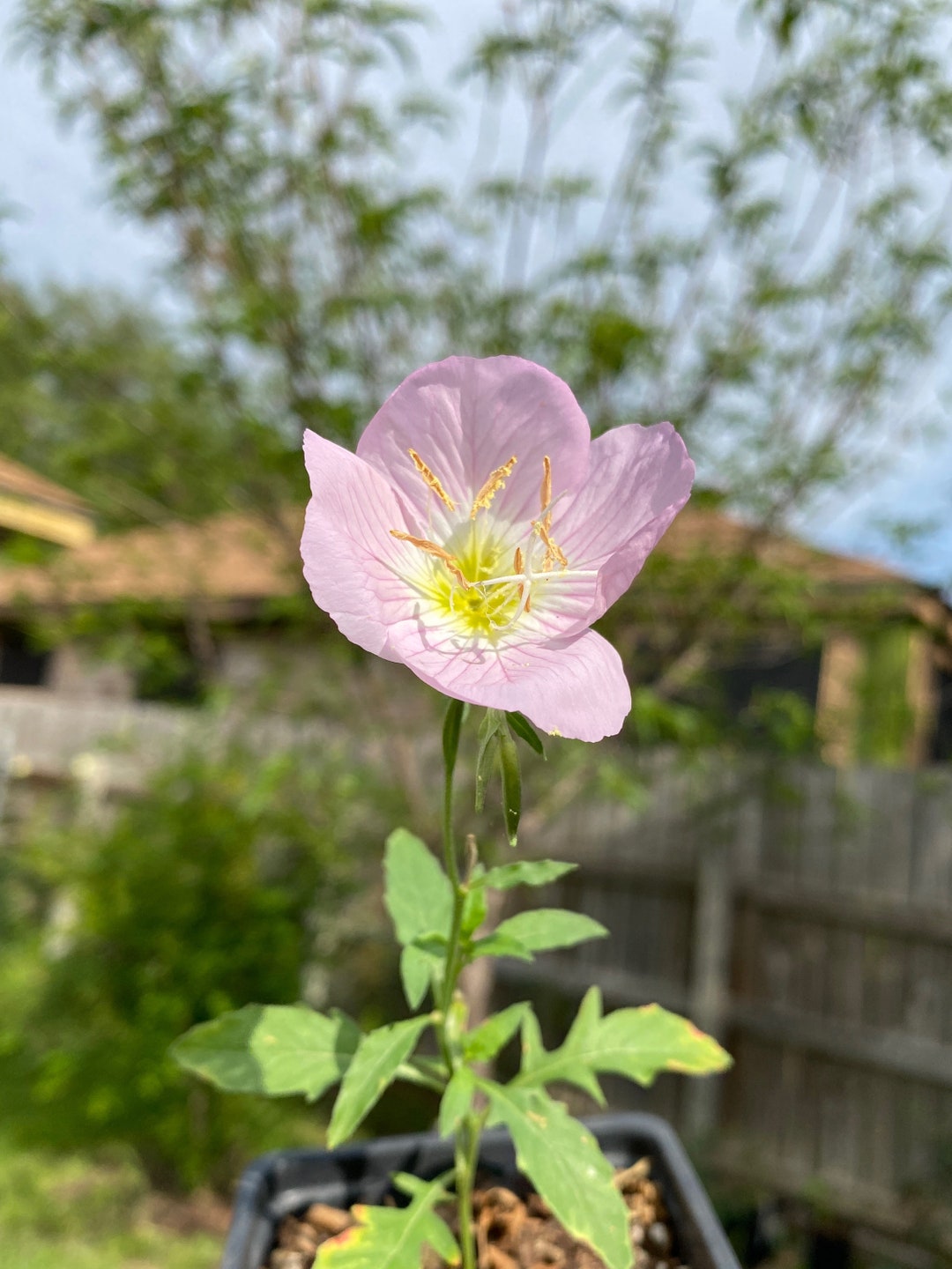 Evening Primrose Live Plant, Pink Primrose, Primrose, Onagracease