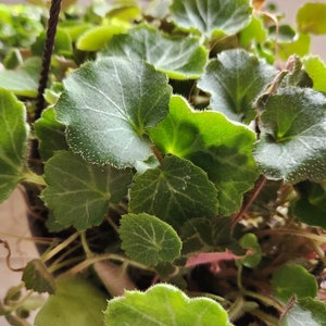 Saxifraga stolonifera Strawberry Begonia 2-4in image 2