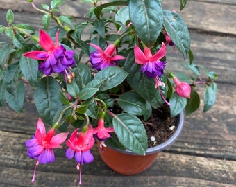 Winter-Fuchsia- Fuchsia Magellanica, etwa 13-25 cm