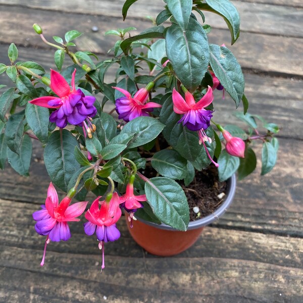 Hardy fuchsia- Fuchsia magellanica (5-10in approx)