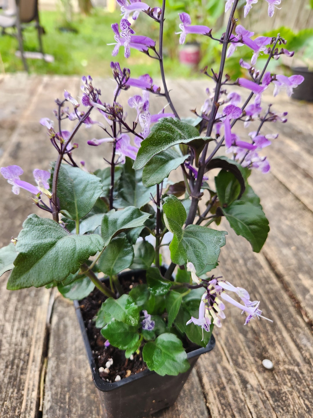 Mona Lavender Plectranthus Ecklonii Plant (5-7 in Approx)