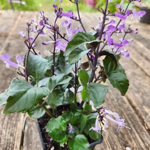 Mona Lavender Plectranthus ecklonii plant (5-7 in approx)