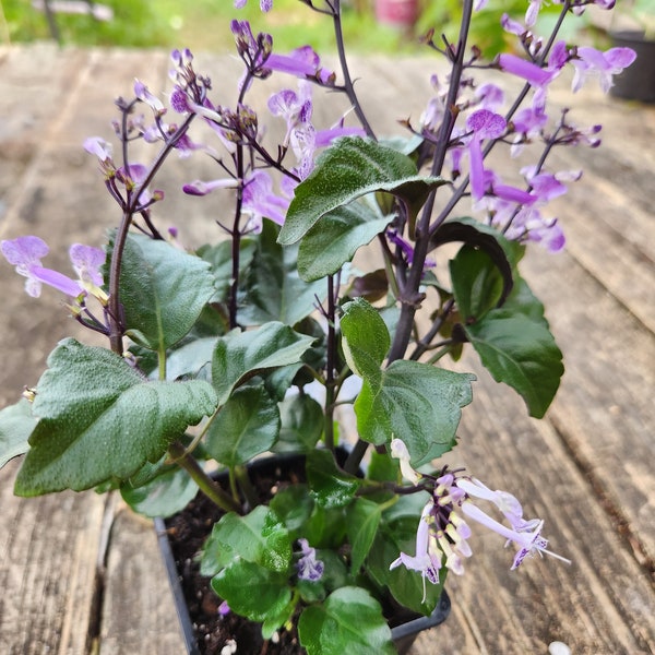 Mona Lavender Plectranthus ecklonii plant (5-9in)