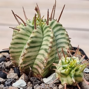 Euphorbia Meloformis Variegated