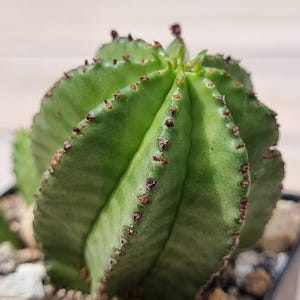 Euphorbia Anoplia Variegated