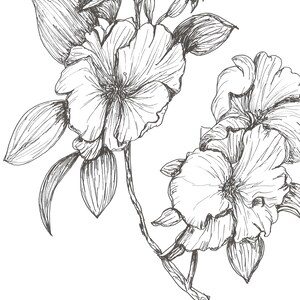 Descarga de dibujo original de flor en tinta negra, PNG con transparencias, imágenes de alta resolución, dibujo lineal minimalista con pluma caligráfica.