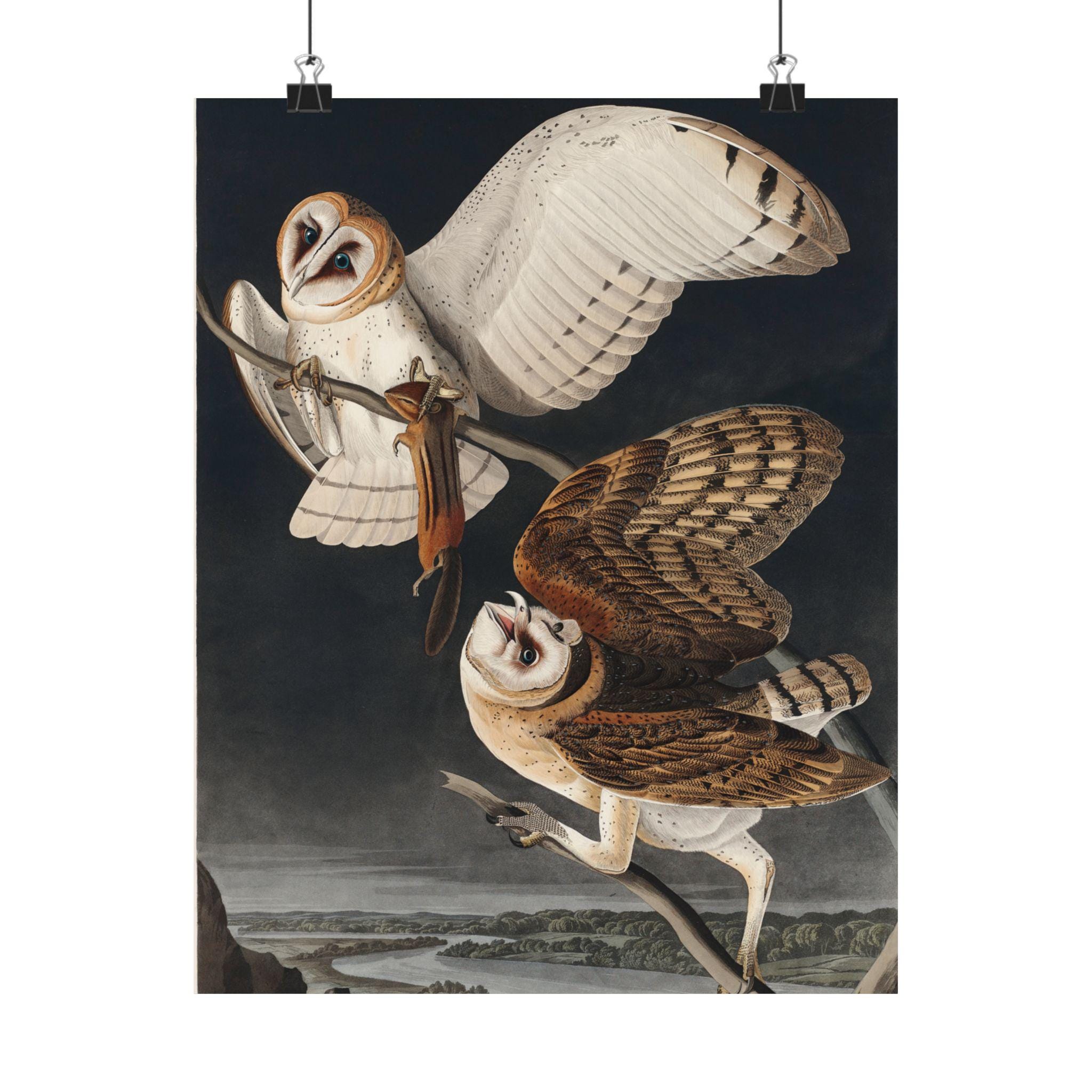 【廃盤品】 Birds Barn owl 親 il_fullxfull.6284148149_bhow.jpg