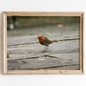 Robin photo bird wildlife photography digital print nature red robin wall art