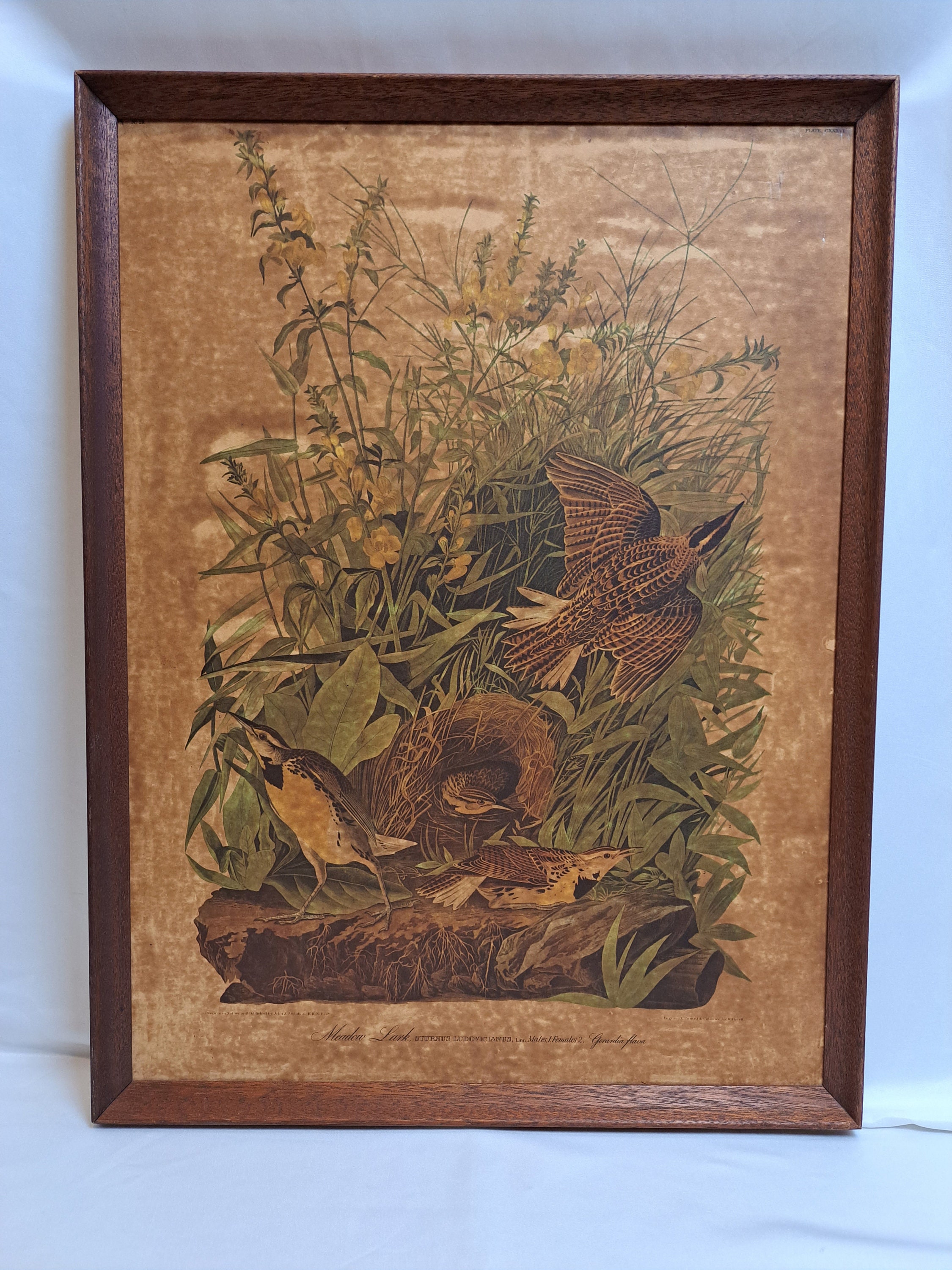 John J. Audubon「Meadow Lark」プレート 136、番号 28 希少な