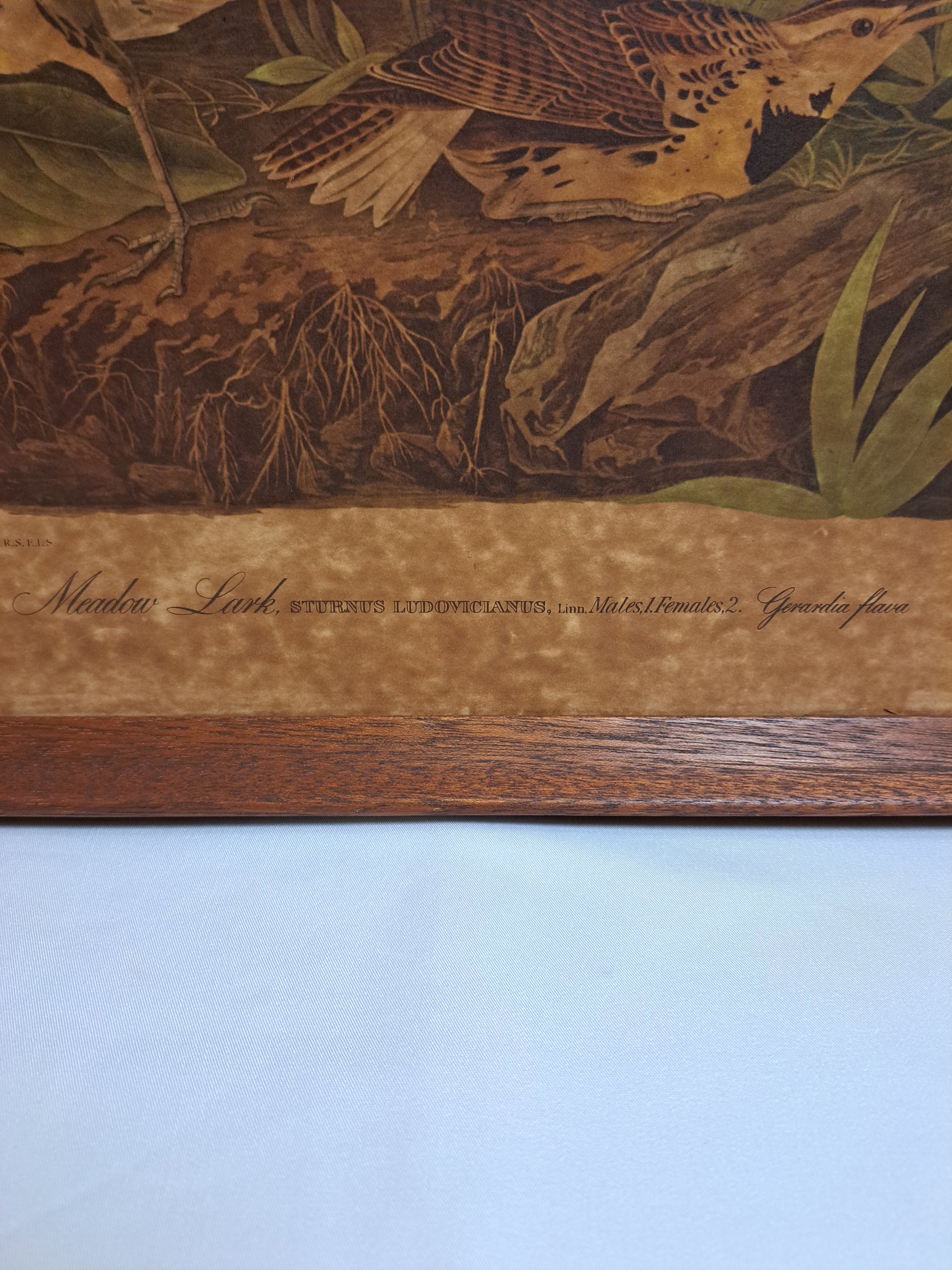 John J. Audubon「Meadow Lark」プレート 136、番号 28 希少な