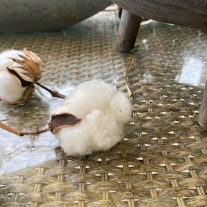 30+ Semi Di Cotone Ornamentale + 5 Semi Omaggio Mix - Coltiva La Tua Pianta Di Cotone In Vaso