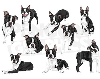 Boston Terrier Dogs Clipart Digital Downloads, 9 Dog Illustrations Bundle (JPEG, PNG, Al Files)