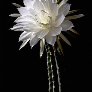 May include: A detailed image of a white cactus flower set against a black backdrop. The flower features numerous delicate petals and a yellow centre. The green cactus stem has small, brown spots.