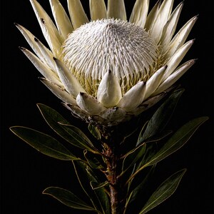 Puede incluir: Primer plano de una flor de protea blanca sobre un fondo negro. La flor tiene un centro texturizado y pétalos puntiagudos. Hojas verdes y un tallo marrón completan la imagen, resaltando la belleza natural de la flor.