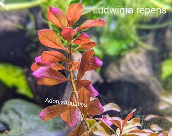 Ludwigia Repens - Live aquarium plant