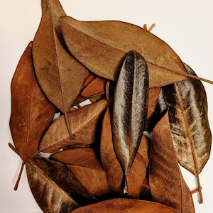 Organic Magnolia leaf litter (For bioactive, isopods, reptiles, amphibians) Heat Treated