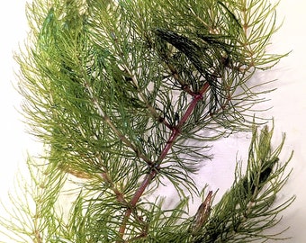 Hornwort (live aquarium plant)