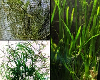 Low light aquarium plant bundle (Hornwort, jungle val, guppy grass)