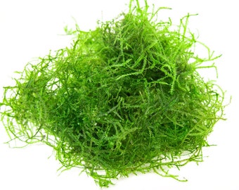 Java Moss  (Live aquarium plant)