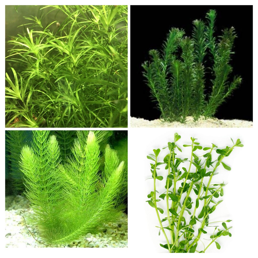 Beginner/easy Live Aquarium Plants Bundle hornwort Guppy Etsy