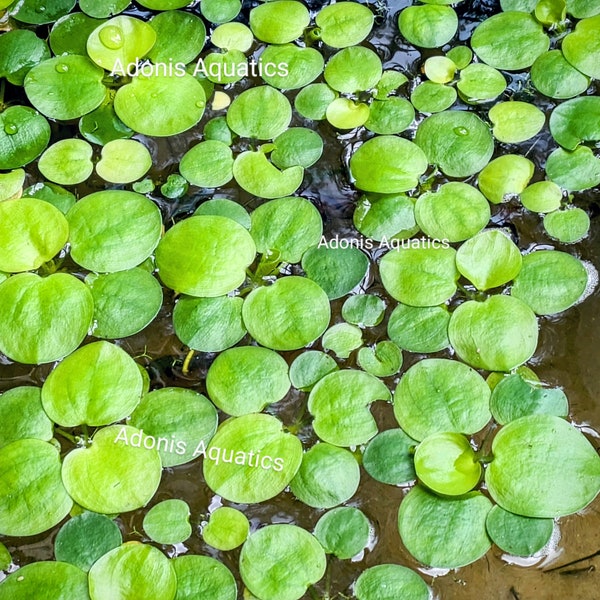 Frogbit (Floating aquarium plant)