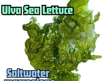 Ulva Macroalgae 'Sea lettuce' - Saltwater