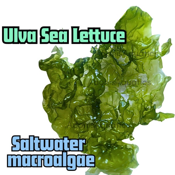 Ulva Macroalgae 'Sea lettuce' - Saltwater