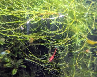Christmas moss - Live aquarium plant