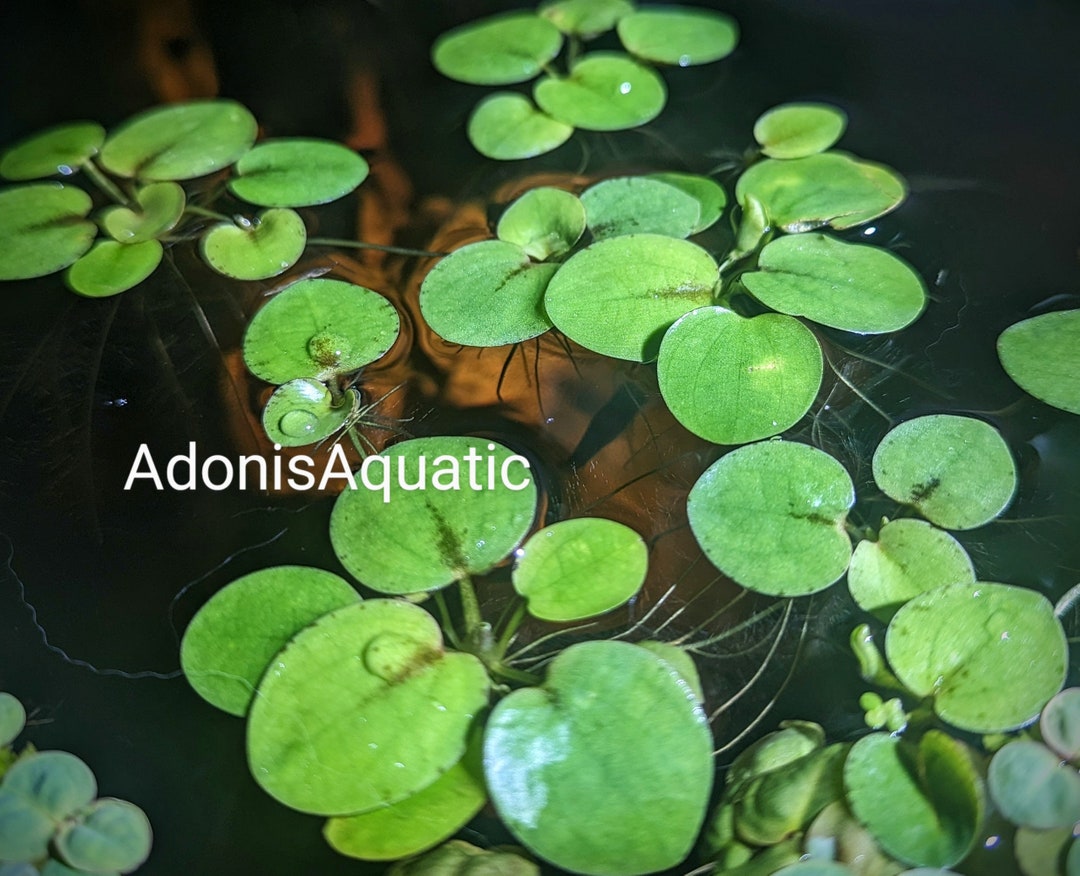 Frogbit floating Aquarium Plant Etsy