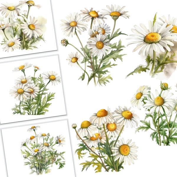 Watercolor Chamomile Flower Clipart Bundle, Commercial Use Floral Graphics, Boho Illustrations, Rustic Wedding Invites, Digital Download