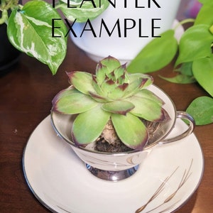 May include: A succulent plant in a white teacup with a gold design, sitting on a white saucer with a gold design. The saucer has a silver rim. The text "PLANTER EXAMPLE" is written in black on a white background.