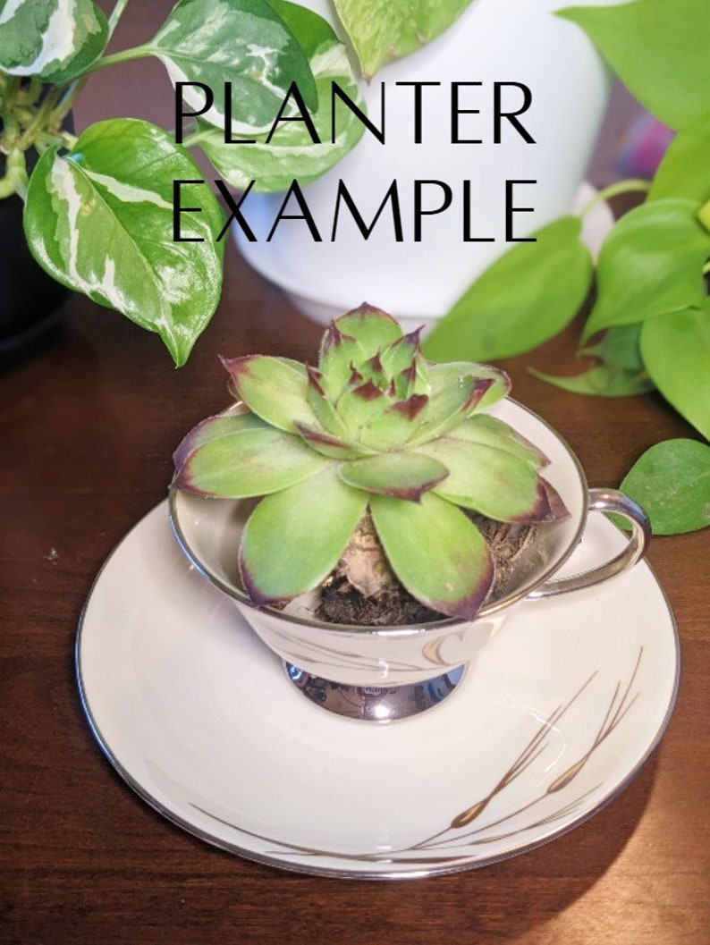 May include: A succulent plant in a white teacup with a gold design, sitting on a white saucer with a gold design. The saucer has a silver rim. The text "PLANTER EXAMPLE" is written in black on a white background.