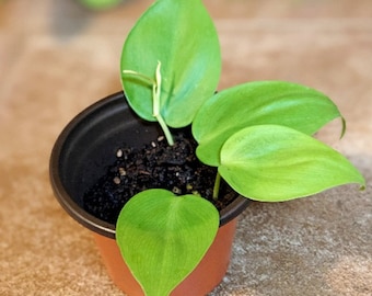 Neon Pothos | Rooted Cutting | Plant Cutting | Pothos | Epipremnum Aureum | Live House Plant | Easy Care | Devil's Ivy | Starter Plant