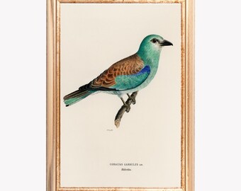 Impressão de pássaro rolieiro europeu, Coracias garrulus turquesa, arte de parede vintage (download digital)