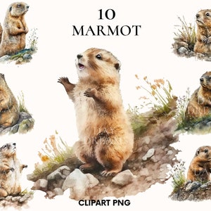 Watercolor marmot clipart, Cute baby animal clipart bundle, Woodland animals clipart, Digital download, Printable PNG, Baby marmot png