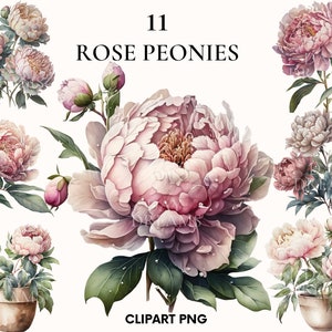 Aquarell leichte Rose Pfingstrosen Clipart, Frühling Hochzeit Blumen Clipart Bündel, Blütenblätter, druckbare PNG, Kartenherstellung, Scrapbooking