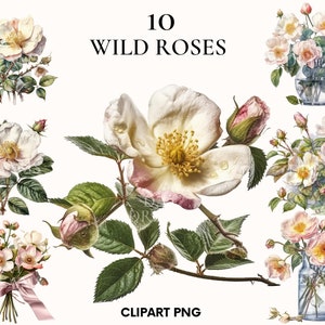 Clipart rosa selvatica, clipart rosa acquerello, clipart matrimonio, clipart fiori primaverili ed estivi, stampa botanica, PNG stampabile, Scrapbook