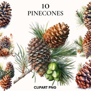 Clipart de brindilles d'aquarelle, paquet de clipart de pomme de pin, png de pomme de pin, png de brindilles, clipart de verdure, fabrication de cartes, album, journal indésirable