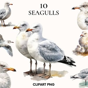 Watercolor seagull clipart, Summer clipart bundle, Nautica clipart, Seagull png, Beach clipart, Scrapbooking, Paper craft, Junk journal