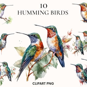 Humming bird clipart, Colorful bird clipart bundle, Tropical clipart, Digital download, Printable PNG, Humming bird PNG, Exotic birds PNG