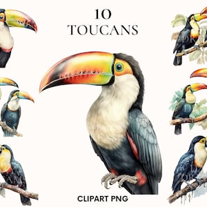 Watercolor toucan clipart, Zoo animal clipart, Bird clipart, Wild clipart, Toucan png, Nursery clipart, Tropical clipart, Paper craft